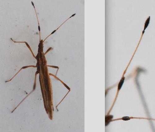 Berytinus minor